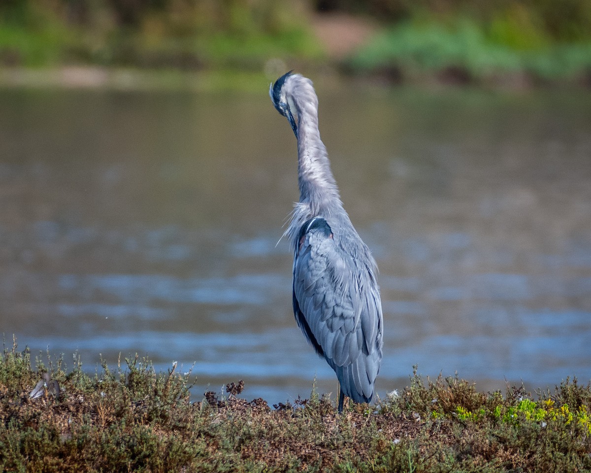 Great Blue Heron - ML623901804