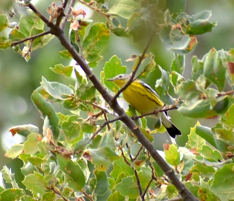 Magnolia Warbler - ML623901814