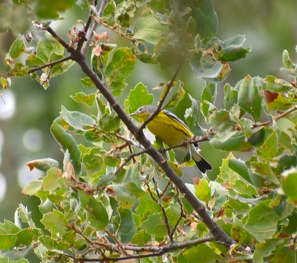 Magnolia Warbler - ML623901815