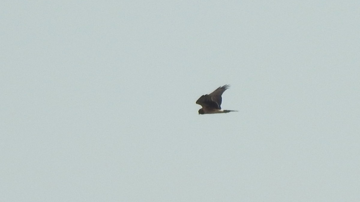 Northern Harrier - Vincent Glasser