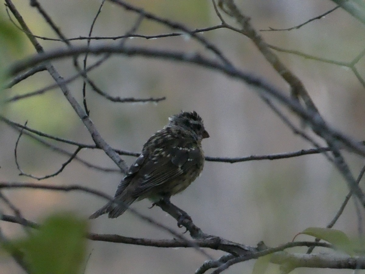 Black-headed Grosbeak - ML623901841