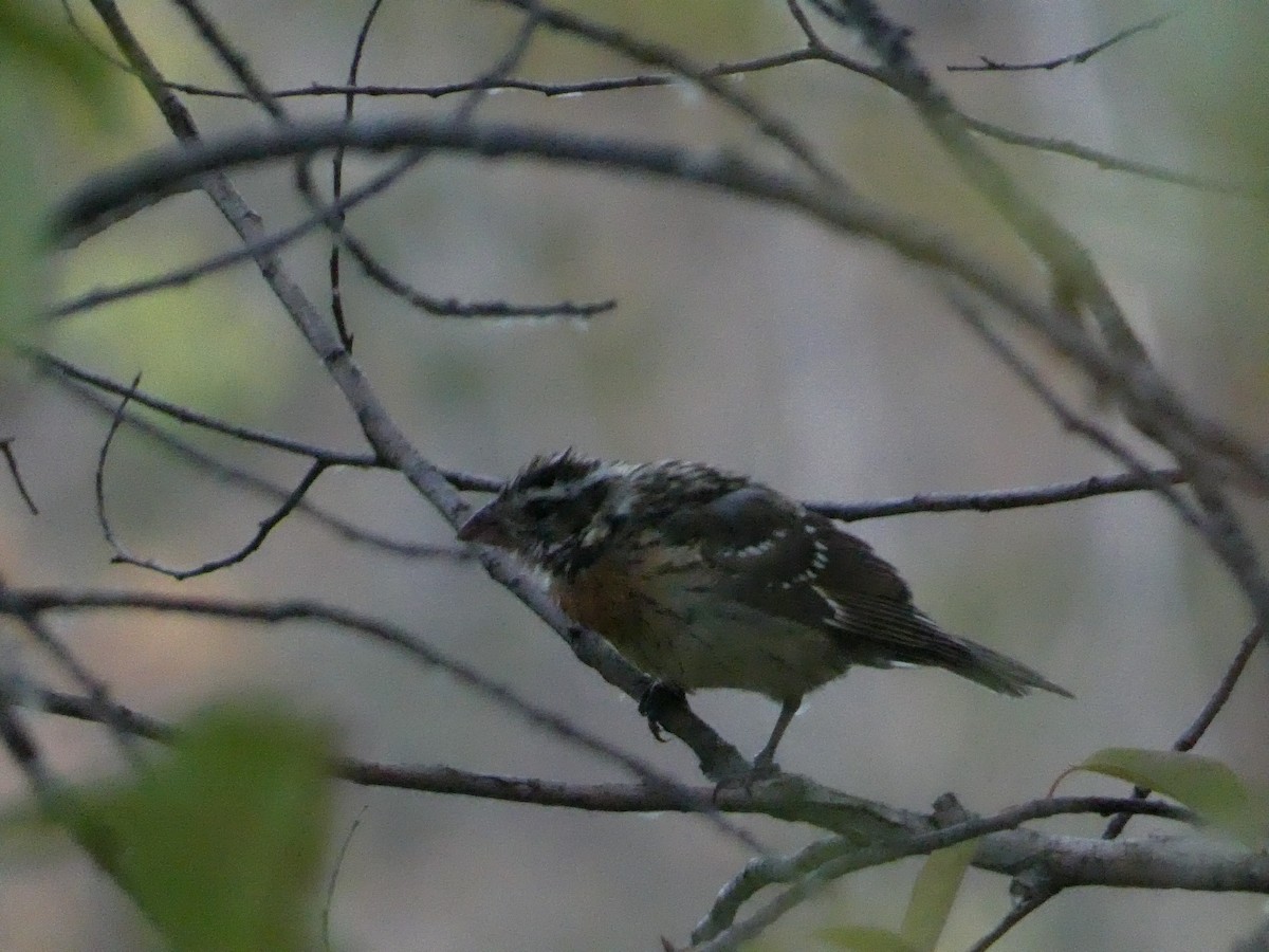 Black-headed Grosbeak - ML623901842