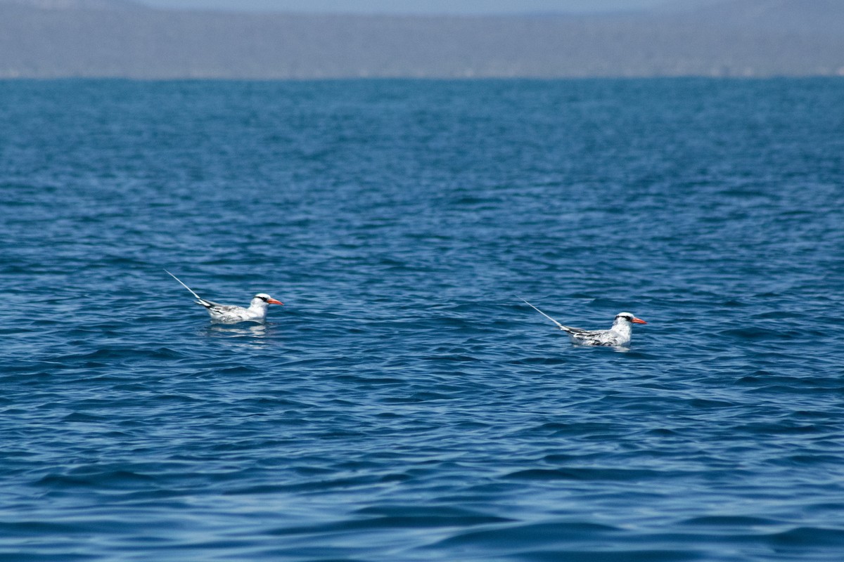 Red-billed Tropicbird - ML623901843