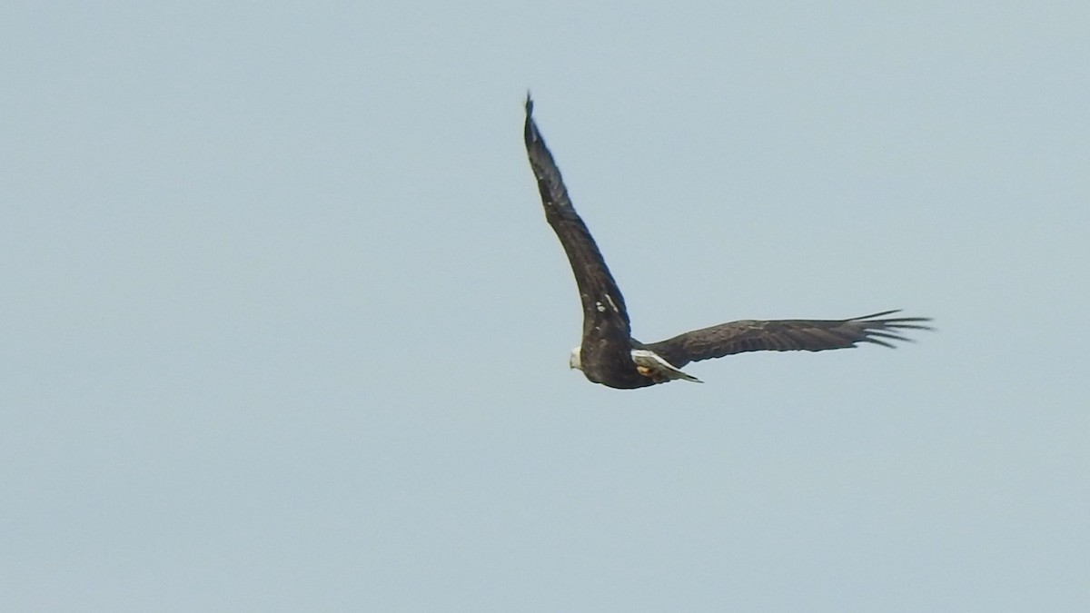 Bald Eagle - ML623901864