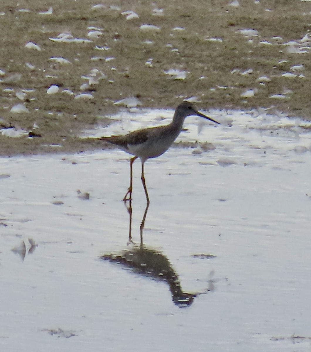 Greater Yellowlegs - George Chrisman