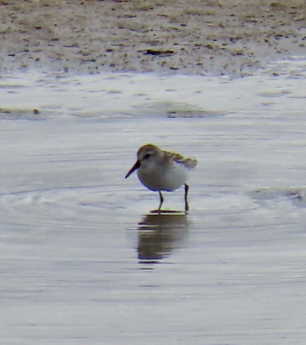 Western Sandpiper - George Chrisman