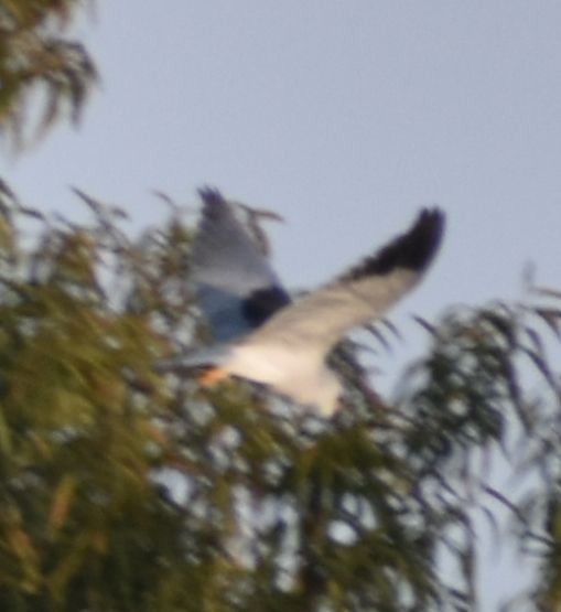 Black-winged Kite - ML623901902