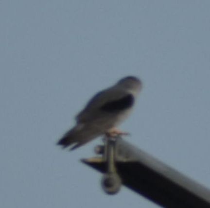 Black-winged Kite - ML623901903