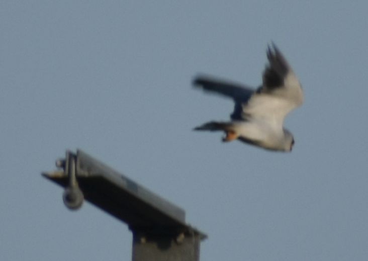 Black-winged Kite - ML623901904