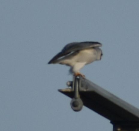 Black-winged Kite - Sally Anderson