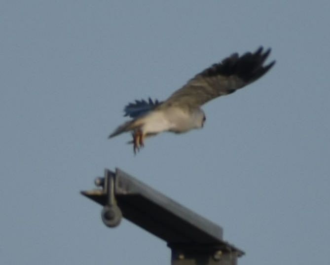 Black-winged Kite - ML623901906