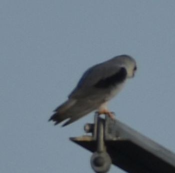 Black-winged Kite - ML623901907