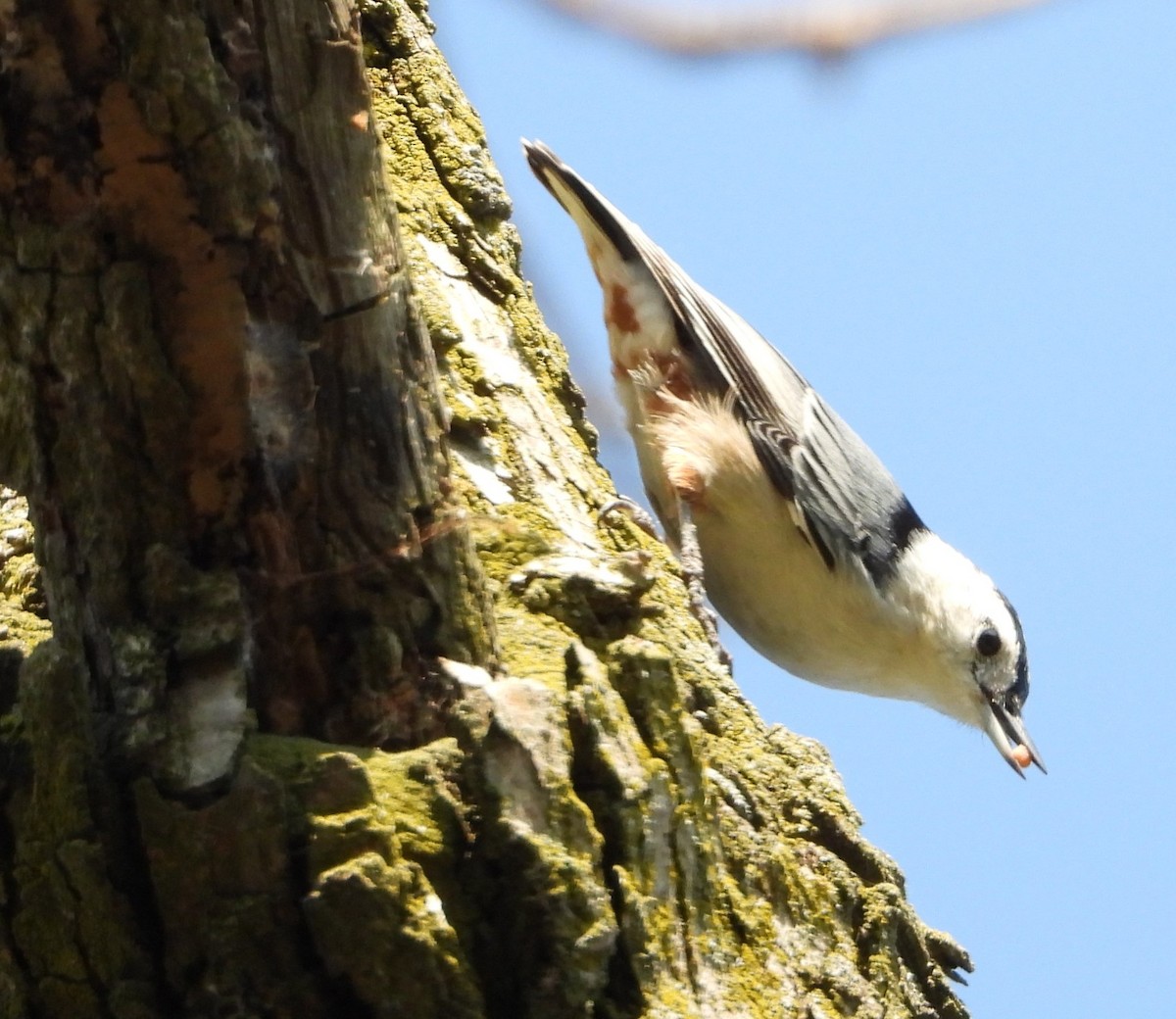 White-breasted Nuthatch (Eastern) - ML623901934