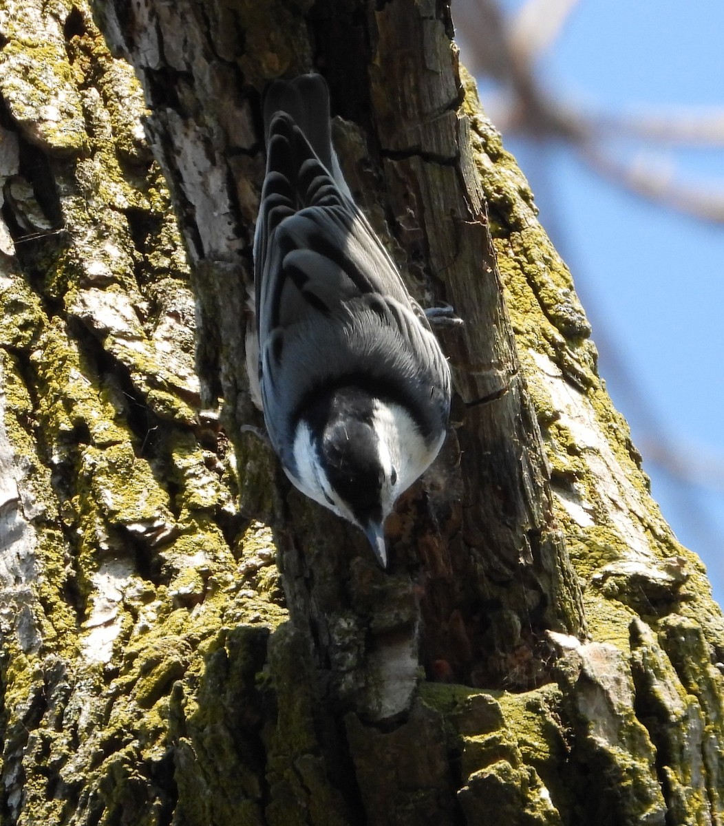 White-breasted Nuthatch (Eastern) - ML623901935