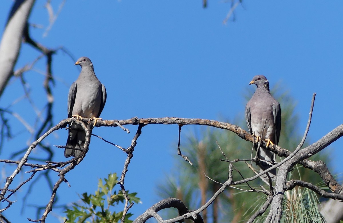 Band-tailed Pigeon - ML623901939