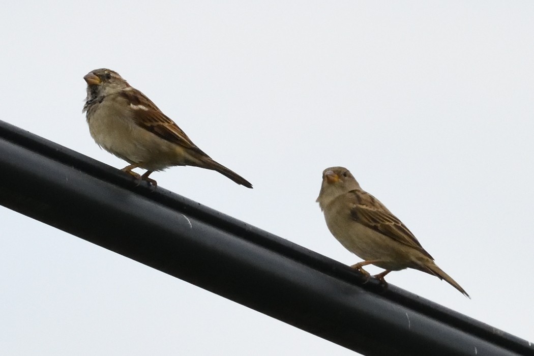 House Sparrow - ML623901941