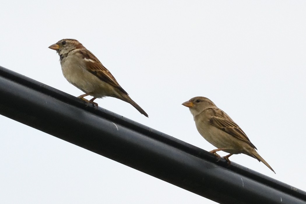 House Sparrow - ML623901942