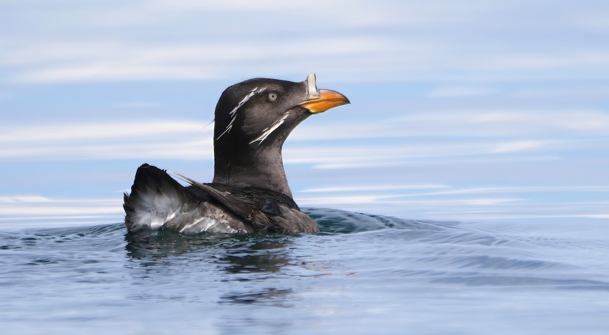 Rhinoceros Auklet - ML623901957