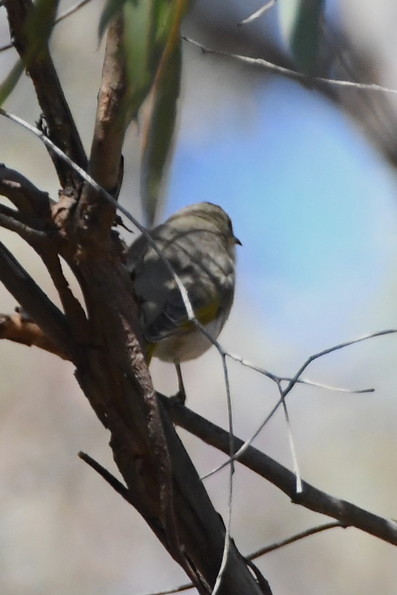 Yellow-plumed Honeyeater - Michael Louey