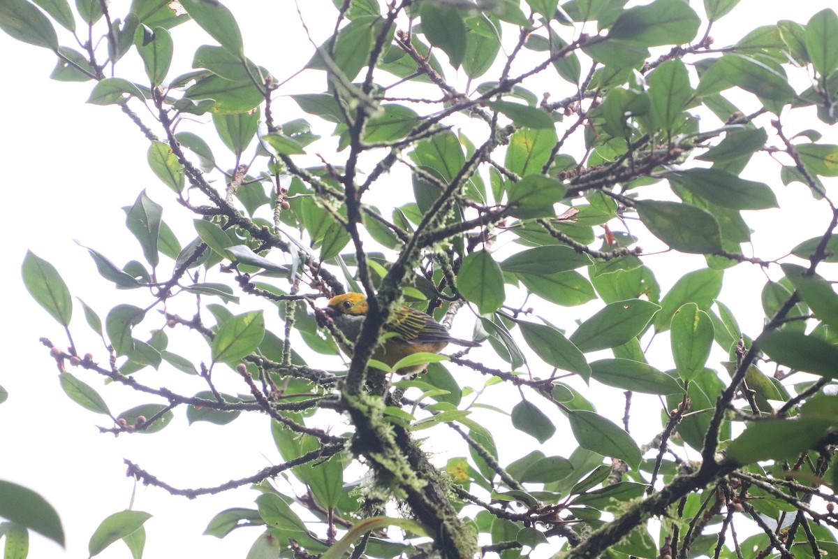 Silver-throated Tanager - ML623901965