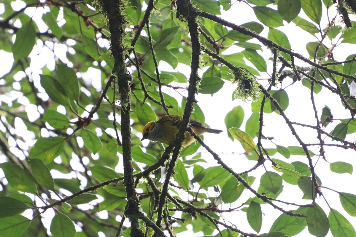 Silver-throated Tanager - ML623901969