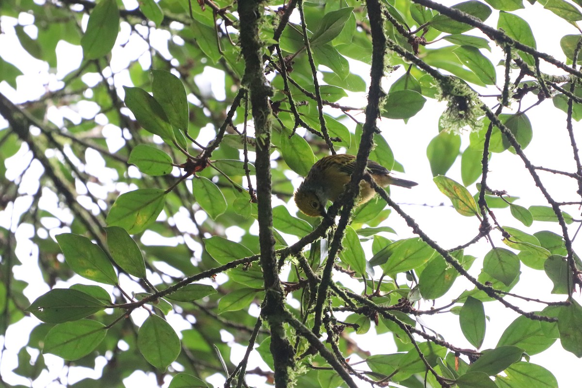 Silver-throated Tanager - ML623901970