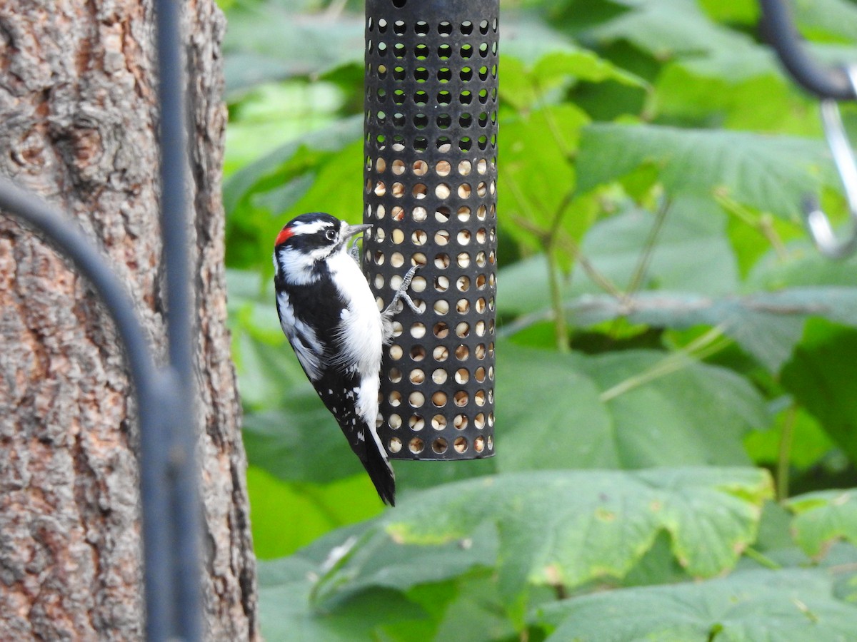 Downy Woodpecker - ML623901973