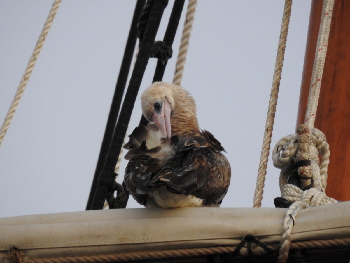 Red-footed Booby - ML623901986