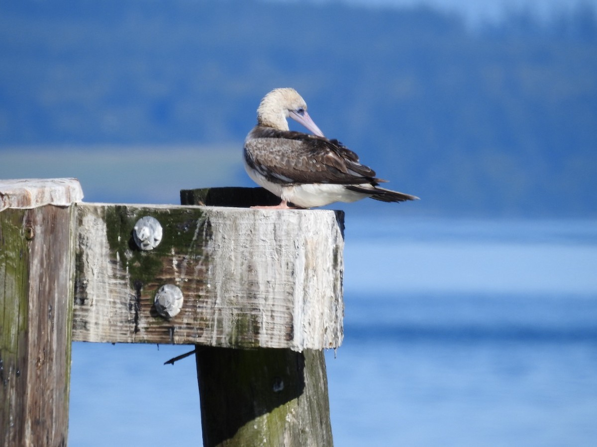 Red-footed Booby - ML623902025