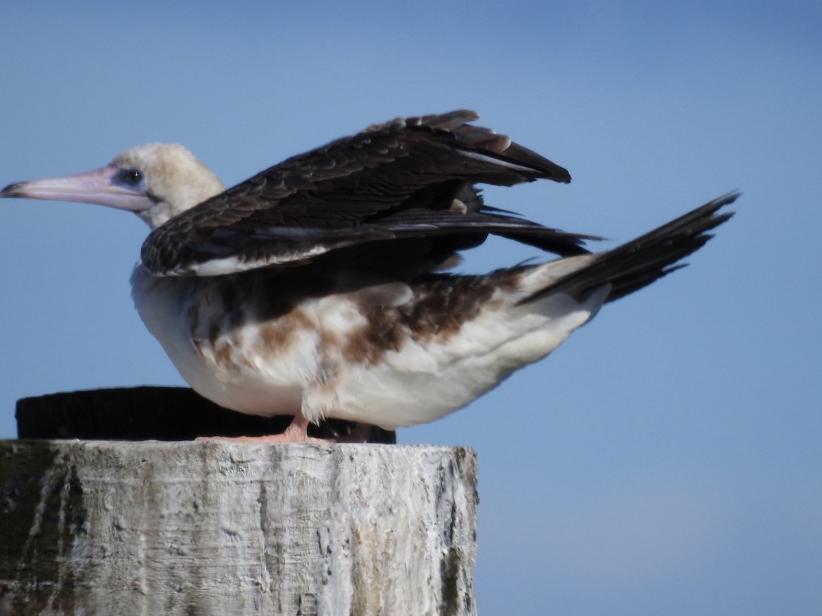 Red-footed Booby - ML623902027