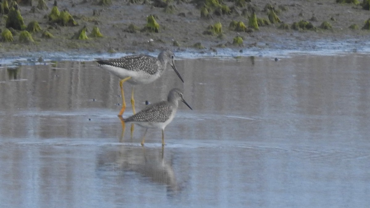 Lesser Yellowlegs - ML623902047