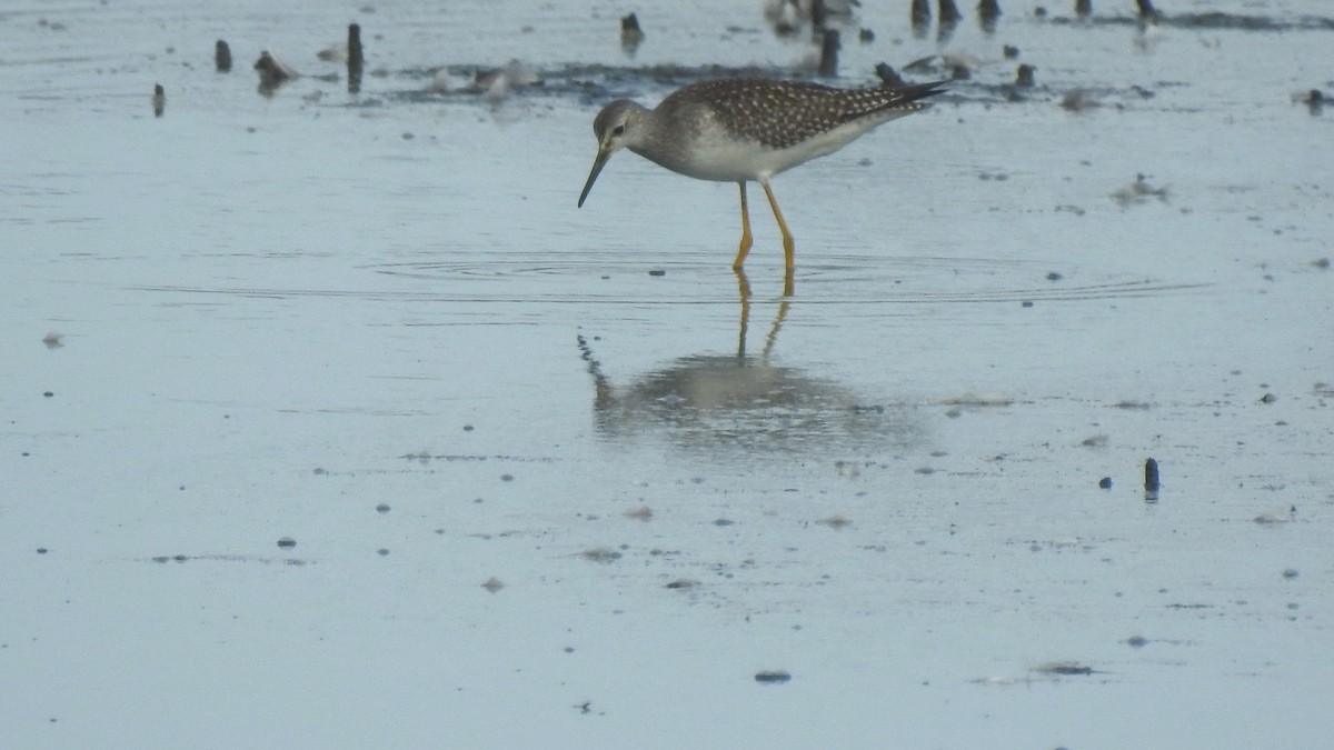 Lesser Yellowlegs - ML623902083