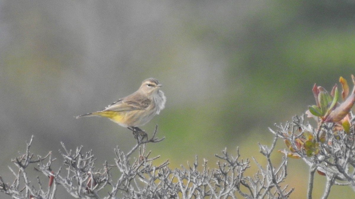 Palm Warbler (Western) - ML623902108