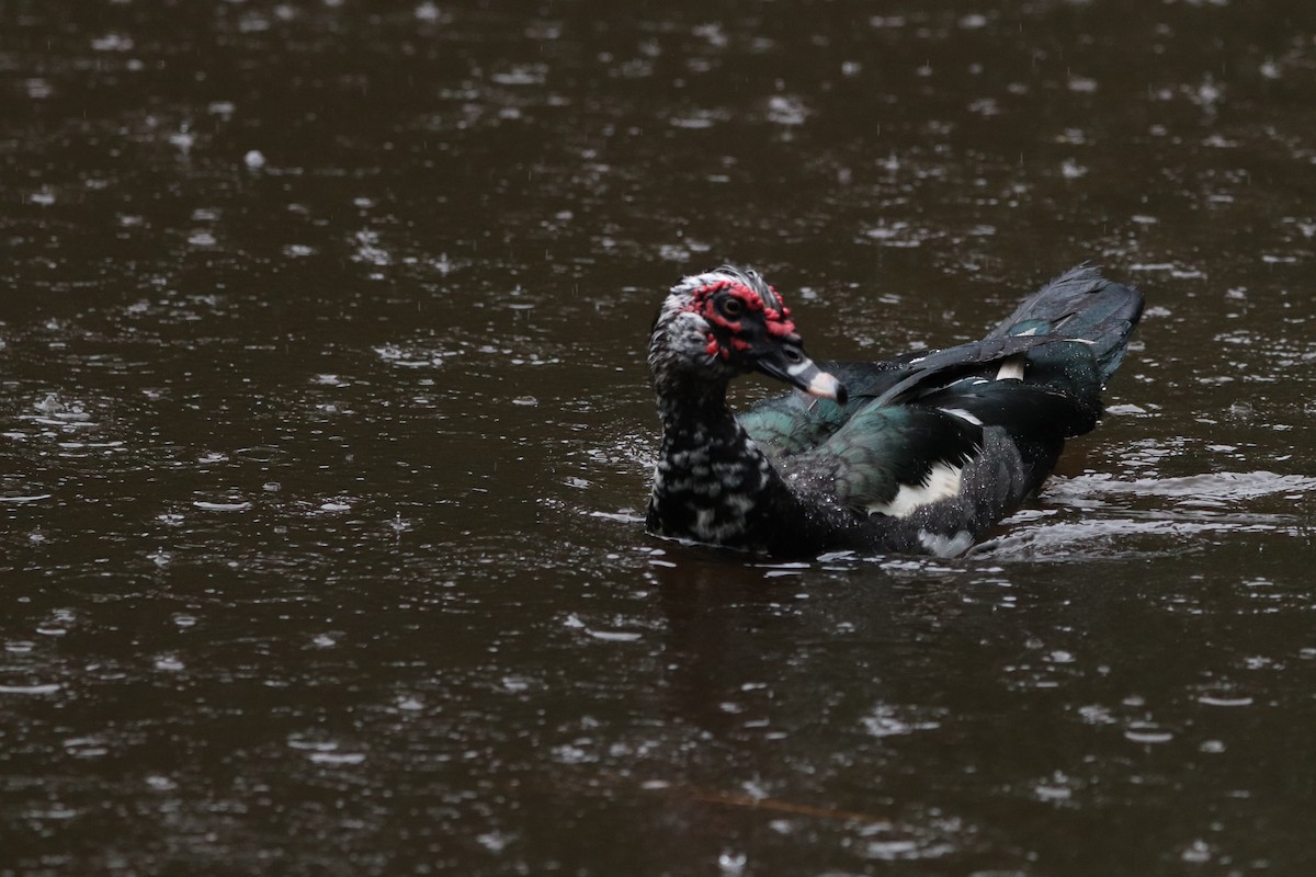 Muscovy Duck (Domestic type) - ML623902152