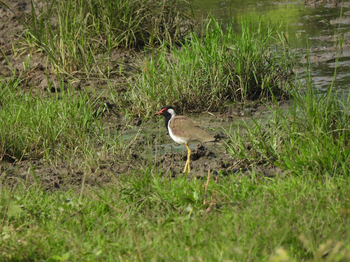 Red-wattled Lapwing - Shilpa Gadgil