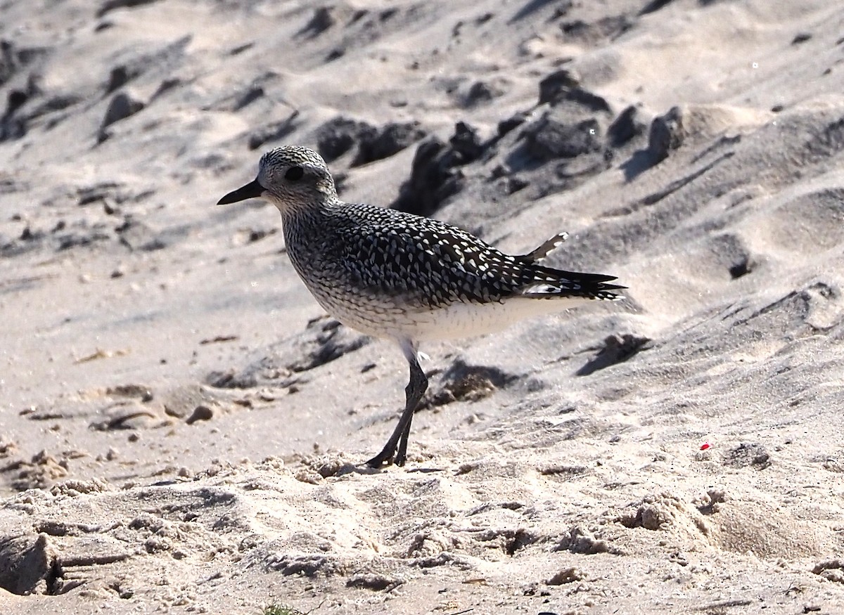 Black-bellied Plover - ML623902162