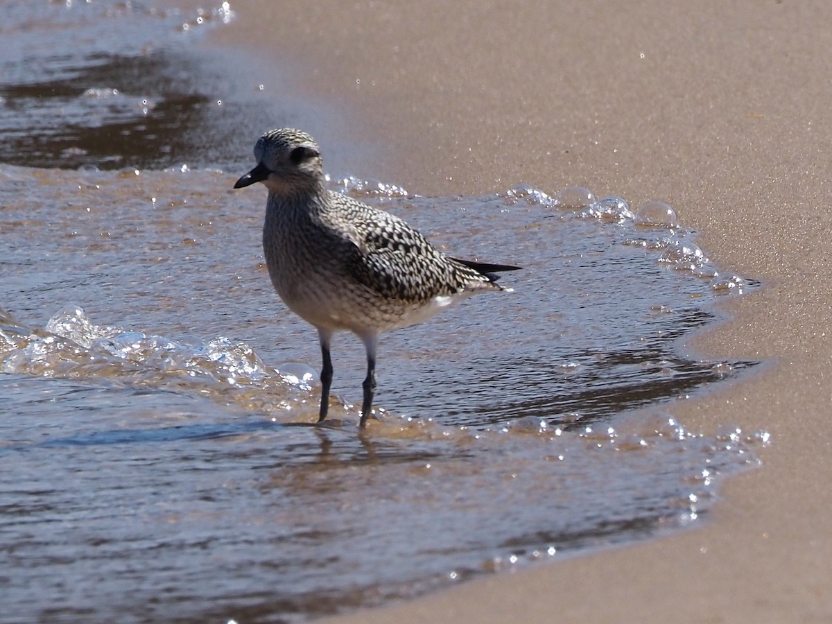 Black-bellied Plover - ML623902167