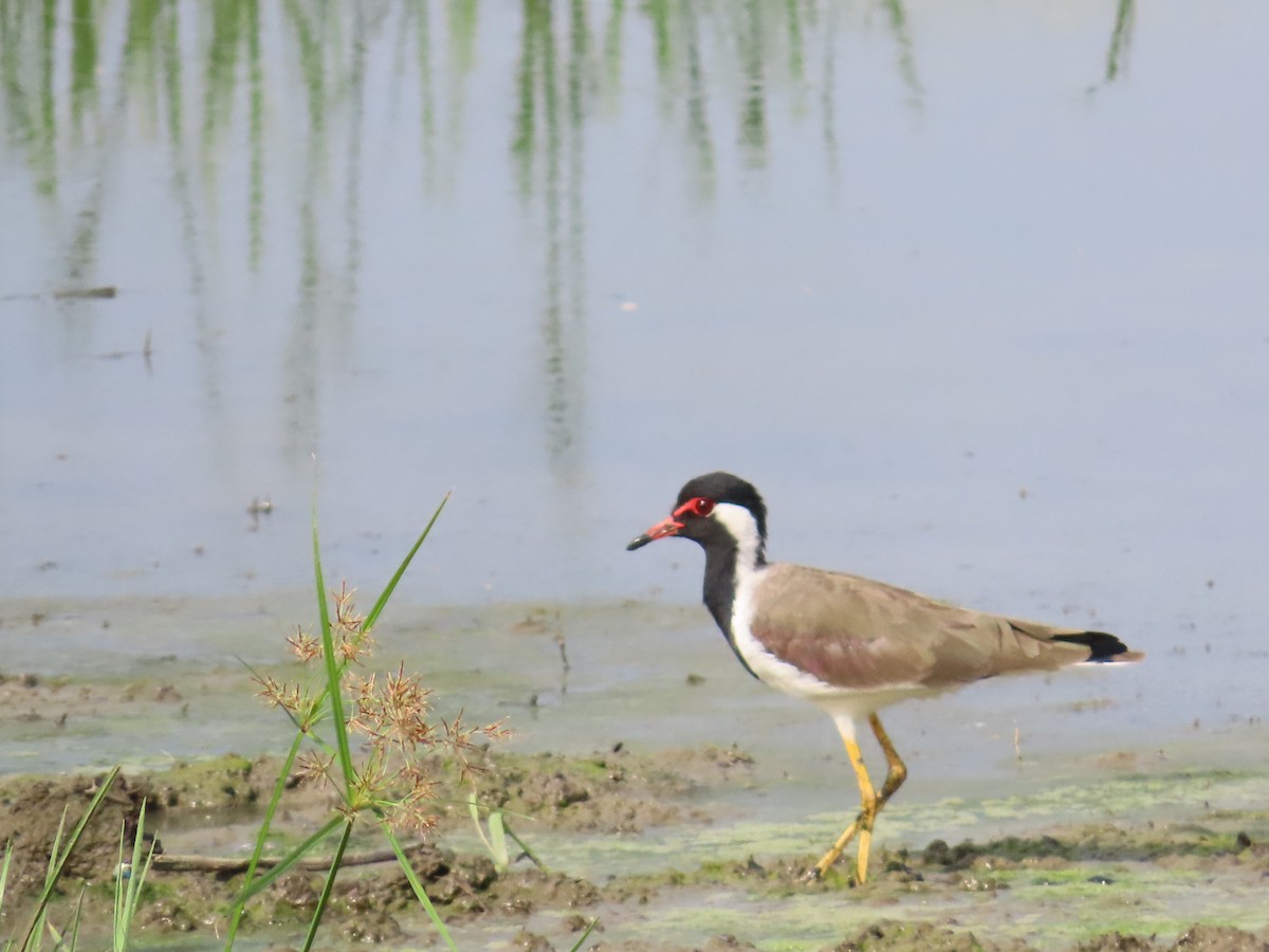 Red-wattled Lapwing - ML623902168