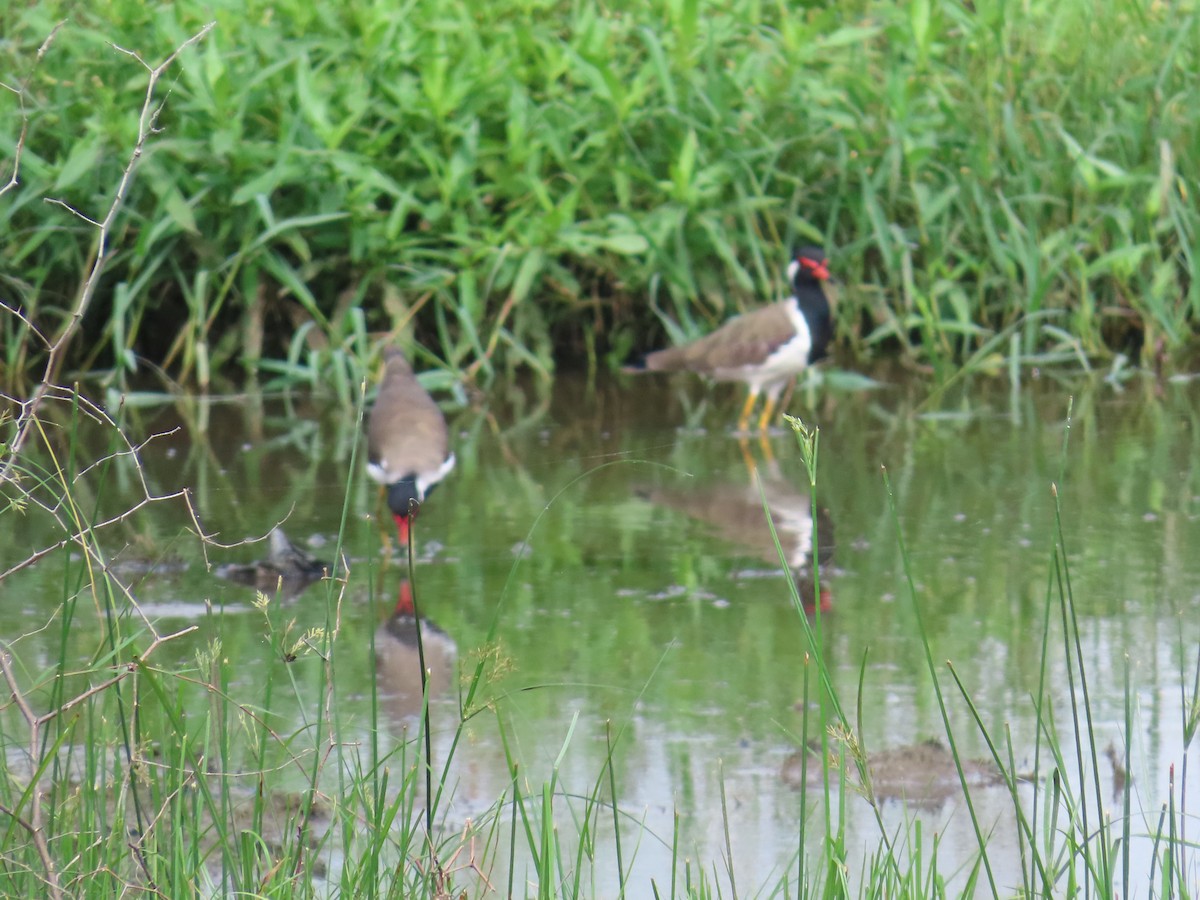 Red-wattled Lapwing - ML623902169