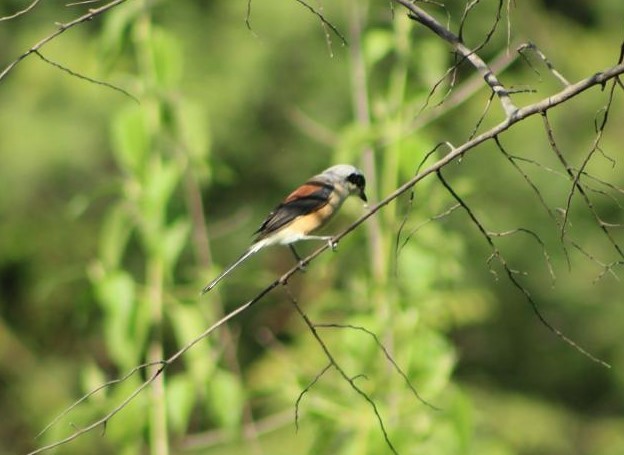 Bay-backed Shrike - sreesha kudoor