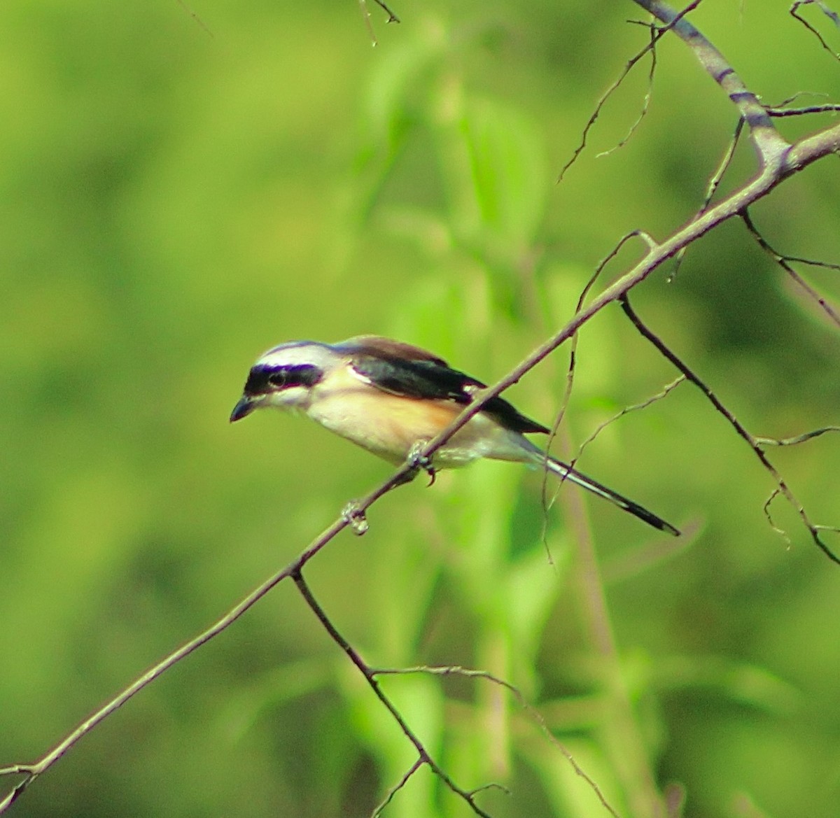 Bay-backed Shrike - ML623902171