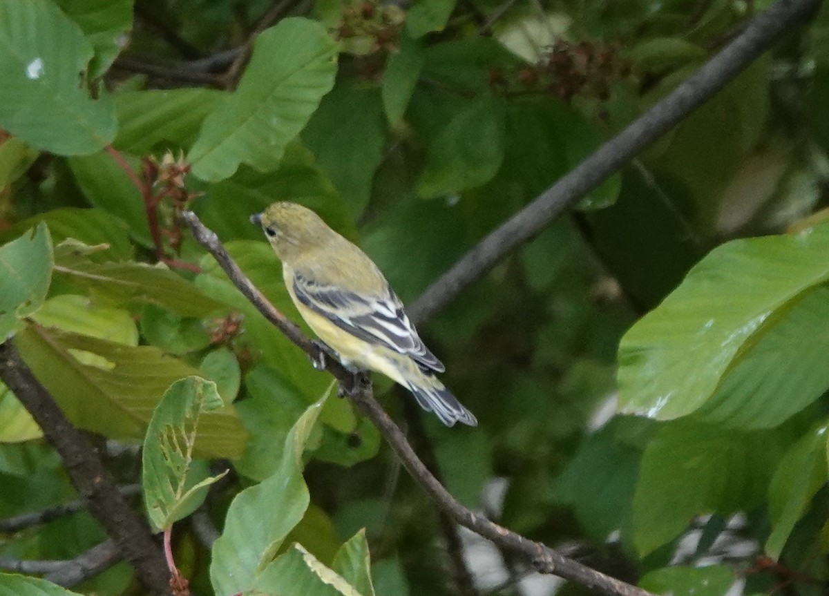 Lesser Goldfinch - ML623902182