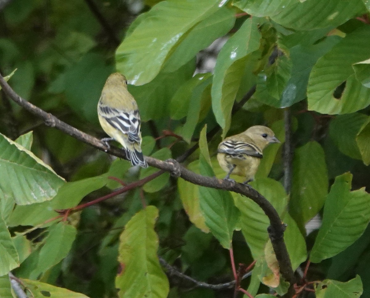 Lesser Goldfinch - ML623902183
