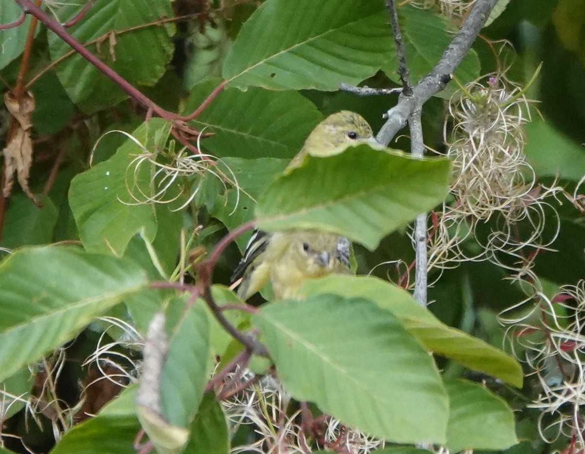 Lesser Goldfinch - ML623902184