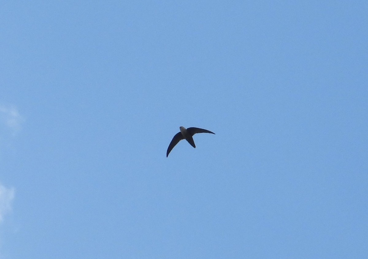 Chimney Swift - Chris Davis