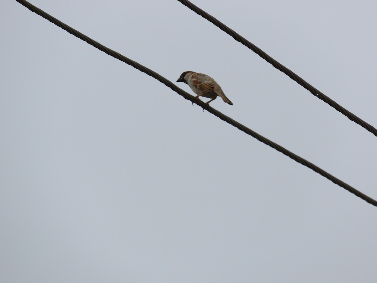 House Sparrow - ML623902234