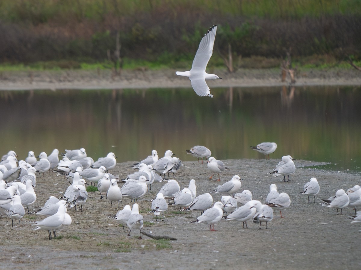 Black-billed Gull - Mike Bickerdike