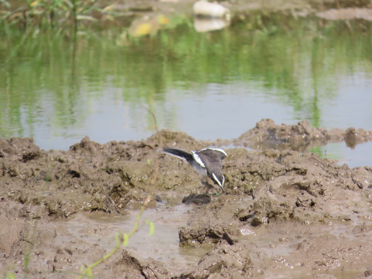 White-browed Wagtail - ML623902237