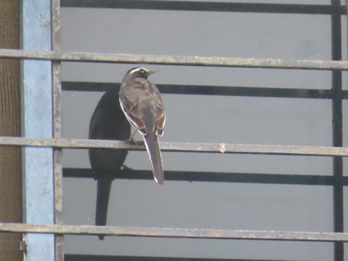 White-browed Wagtail - ML623902238