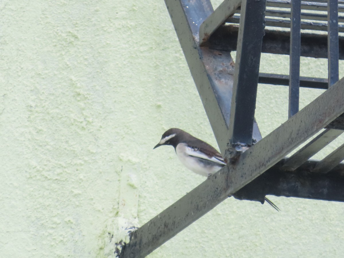 White-browed Wagtail - ML623902239